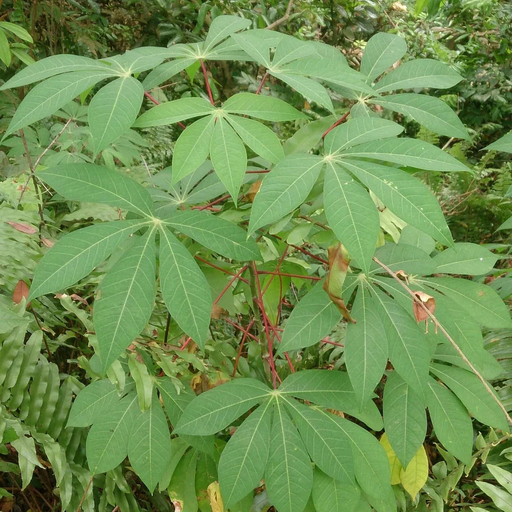 4 Cassava Cuttings – Manihot esculenta Live Tropical Stems – Hardy Green Foliage Plant for Landscaping, Edible Gardens & Containers
