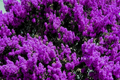 2 LIVE Purple Crape Myrtle Plants 1 ft | Ready to Plant Now | Beautiful Garden Trees, Bare Root