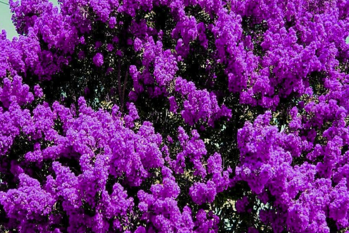 2 LIVE Purple Crape Myrtle Plants 1 ft | Ready to Plant Now | Beautiful Garden Trees, Bare Root