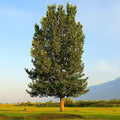 2 Hybrid Poplar Tree Cuttings | Fast-Growing Unrooted Stems | Shade Tree, Privacy Screen, Ornamental Landscaping | Easy to Propagate