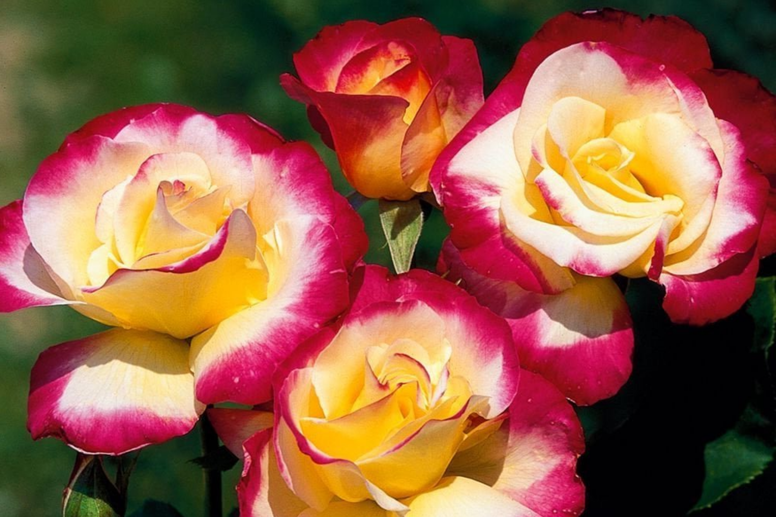 Double Delight Rose – 5 Fresh Unrooted Cuttings (4–6 Inches) for Rooting