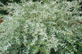 4 Nishiki Dappled Willow Tree Cuttingsfor Propagation - Fast Growing, Easy to Root in Water or Soil