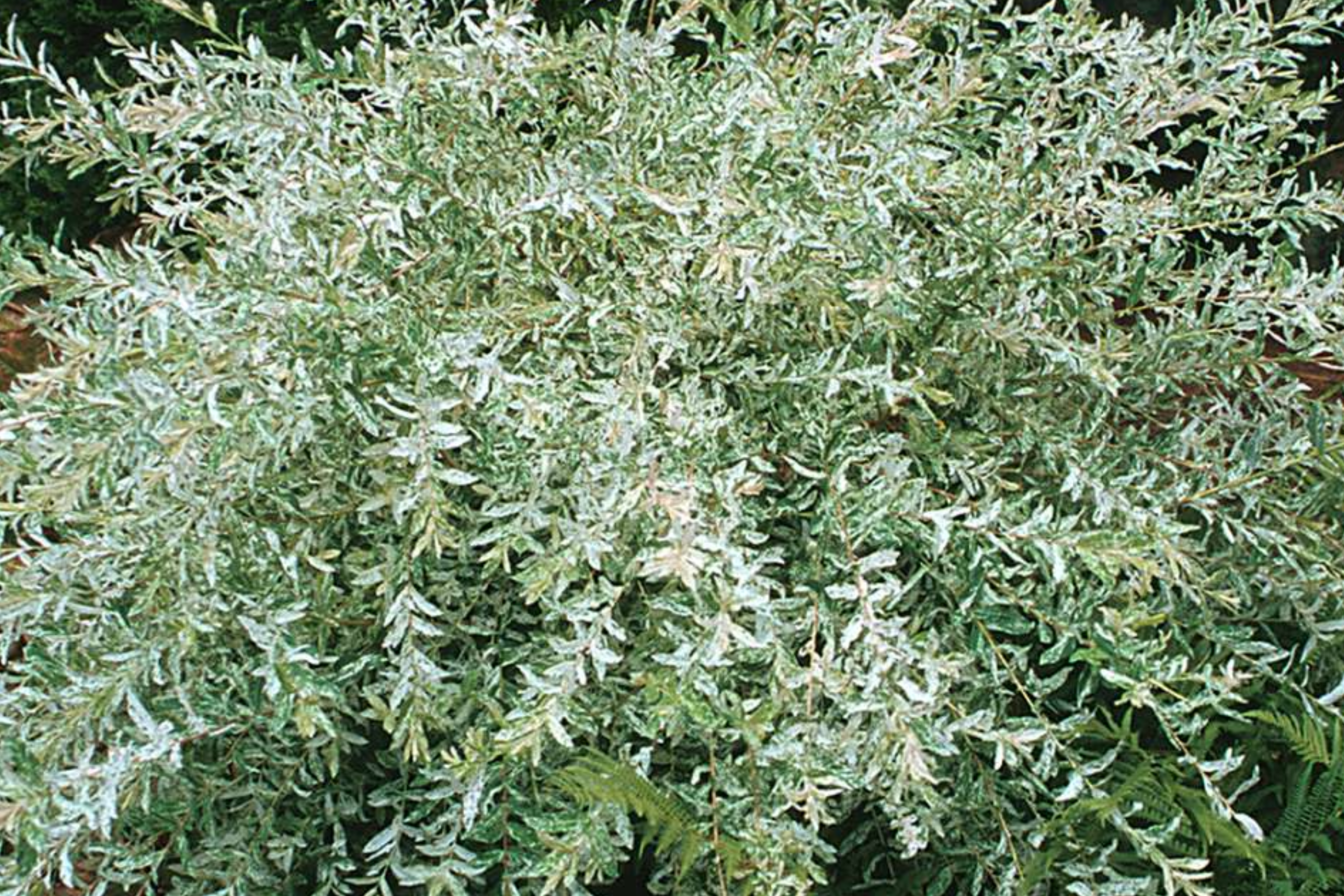 4 Nishiki Dappled Willow Tree Cuttingsfor Propagation - Fast Growing, Easy to Root in Water or Soil