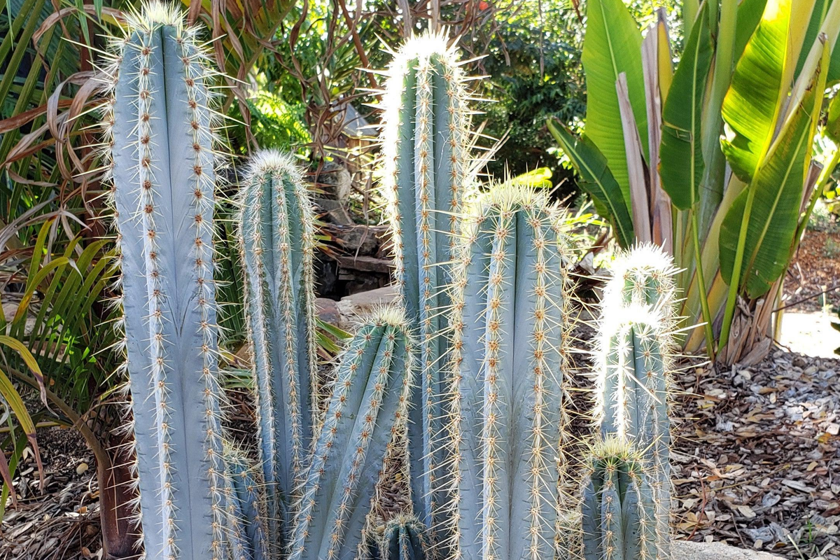 Pilosocereus Azureus "˜Blue Torch’ Cactus | 4" Live Cutting | Rare Blue Cactus | Easy to Root | Night-Blooming |