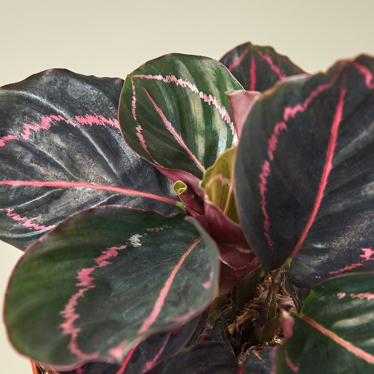Calathea 'Dottie' - 6" Pot - NURSERY POT ONLY
