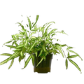 Pteris Cretica 'Albo Fern' - 6" Pot - NURSERY POT ONLY