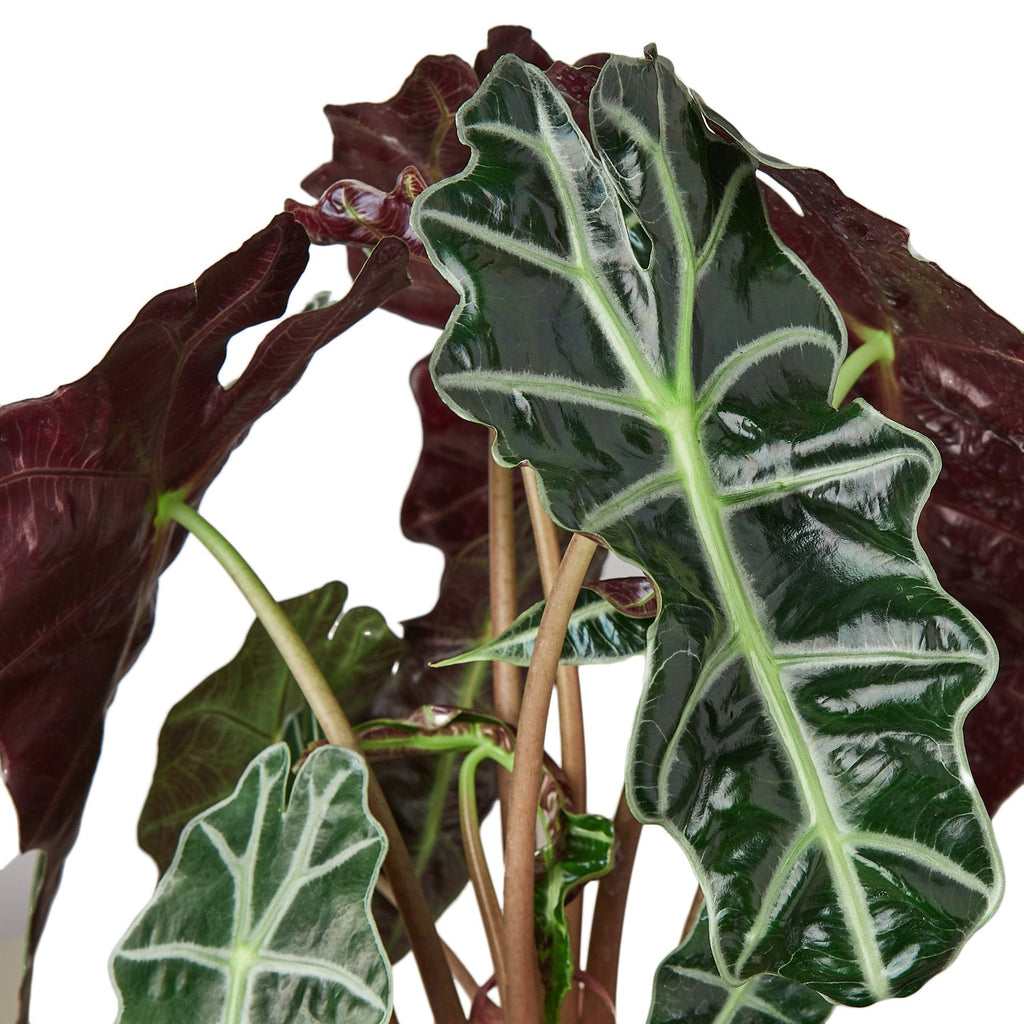 Alocasia Polly 'African Mask