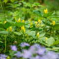 5 Yellow Trillium Bulbs (Trillium luteum) | Lemon Trillium | Woodland Wildflower | Shade Garden Perennial Native Plant