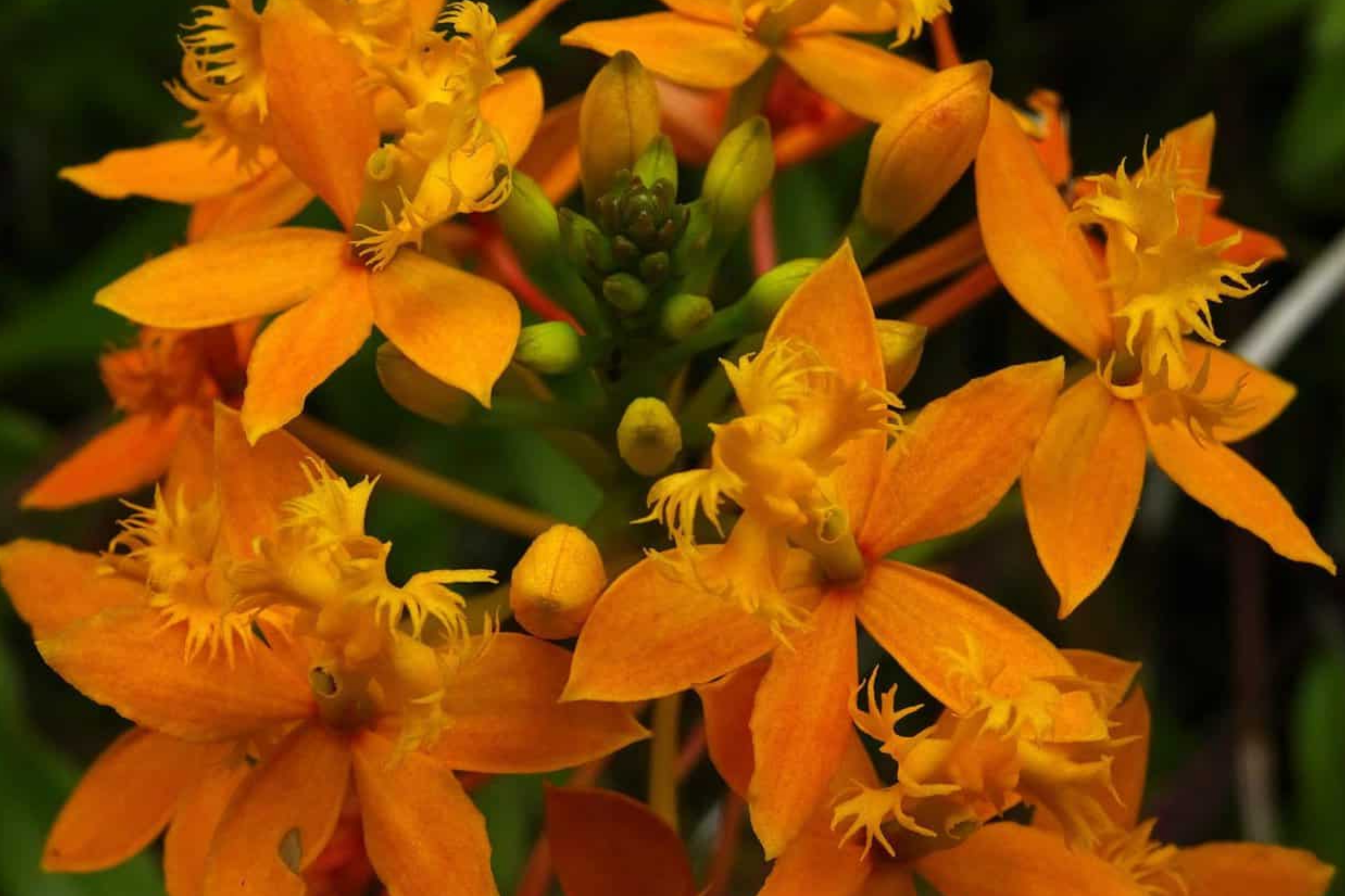 5 Rooted Cuttings - Epidendrum Radicans Ground Orchid | Fire Star Orchid | Fast-Growing & Hardy