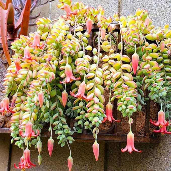 3 Unrooted Cotyledon Pendens Succulent Cuttings – Rare Cliff Cotyledon Trailing Plant for Hanging Baskets, Terrariums, Propagation
