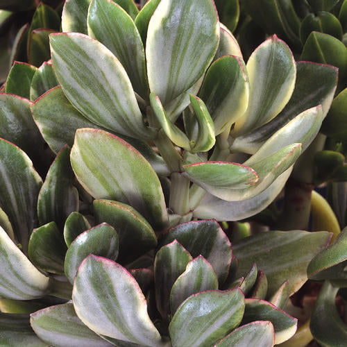 Variegated Jade Plant (Crassula ovata) | Lucky Money Succulent | Easy Care Indoor Plant | Live Succulent 2.5 Inch Pot