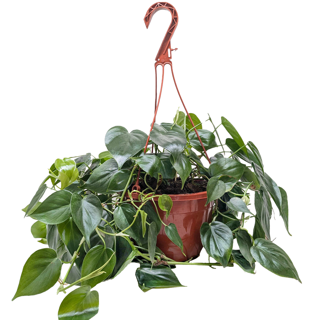 Philodendron Cordatum Heartleaf