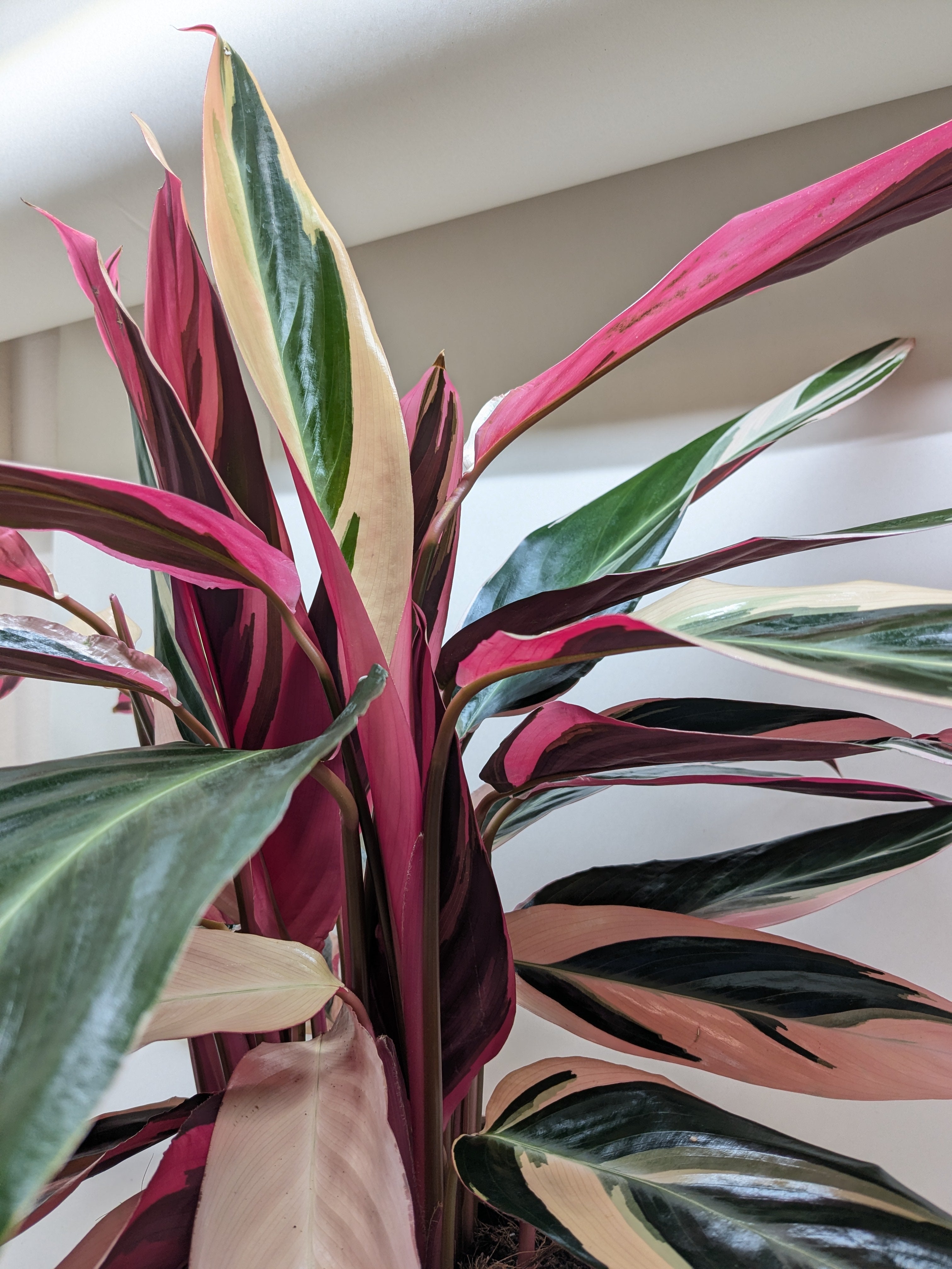 Stromanthe Triostar - 6" Pot - NURSERY POT ONLY