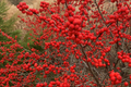 250mg Ilex Verticillata, Winterberry Holly, Deciduous Shrub Seeds, Hardy Berry Plant