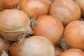 250mg Onion Blanco Duro Seeds Allium cepa | White Globe Onion, Non-GMO, Crisp Flavor, Ideal for Fresh Cooking and Long Storage
