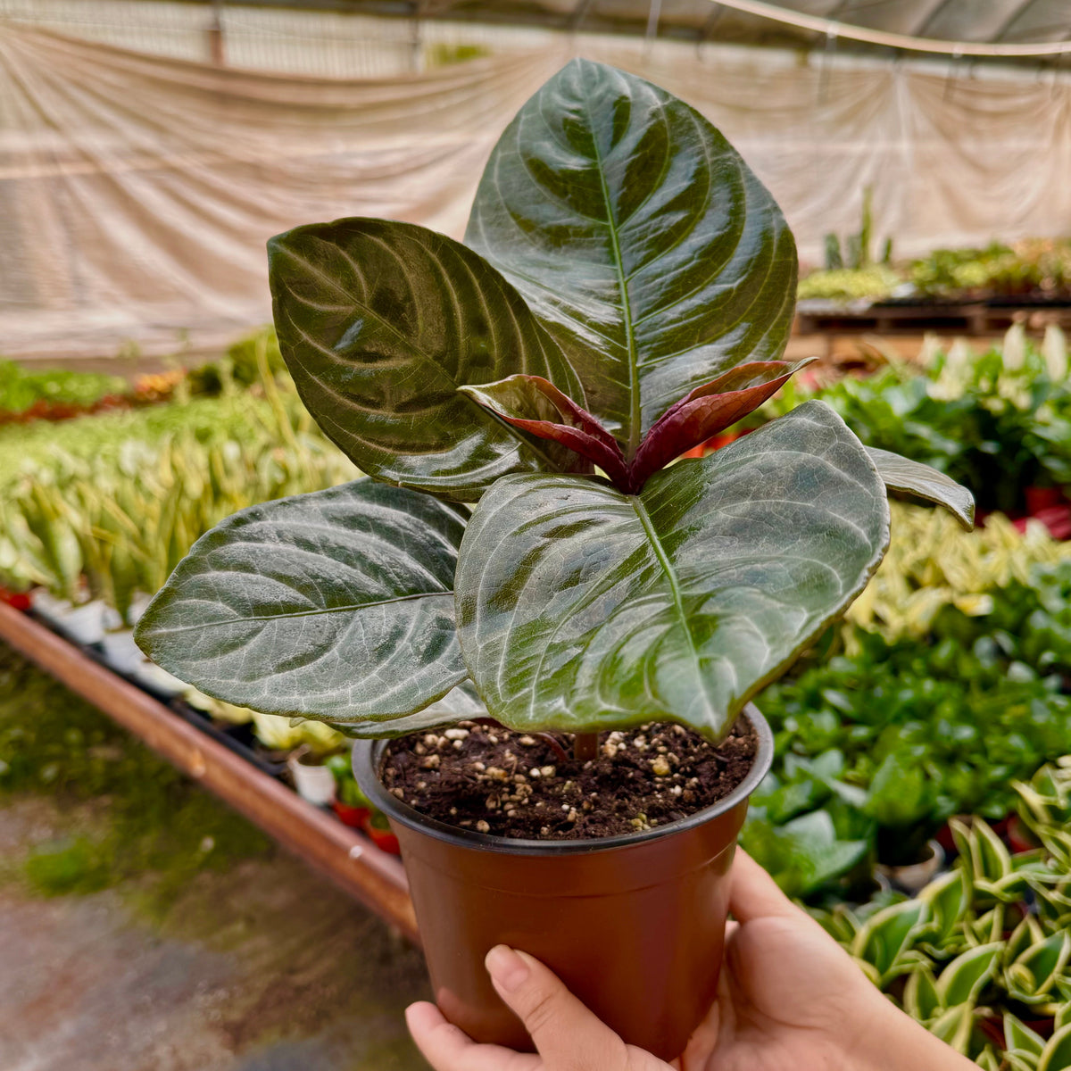 Aphelandra 'Nova Fuego'