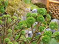 10 Aeonium Succulent Cuttings | 3”+ Large Rosettes | Live Unrooted Plants | Easy to Propagate | Rare Varieties | Drought-Tolerant