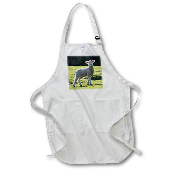 3dRose Albom Design Animals - Adorable Lamb New Zealand - Aprons (apr_22784)