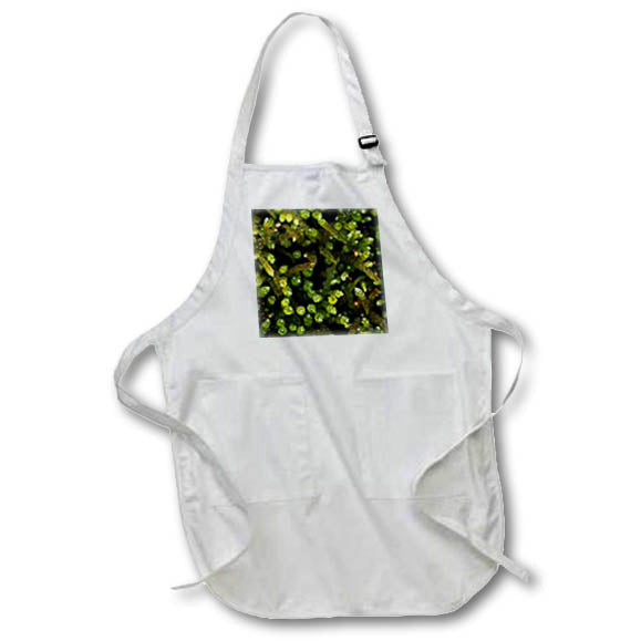 Apron - A close up photograph of a blanket of green moss. Stamp City - nature