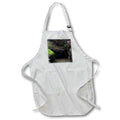 Apron - Photograph of large, mossy boulders over a flowing creek. Stamp City - landscape