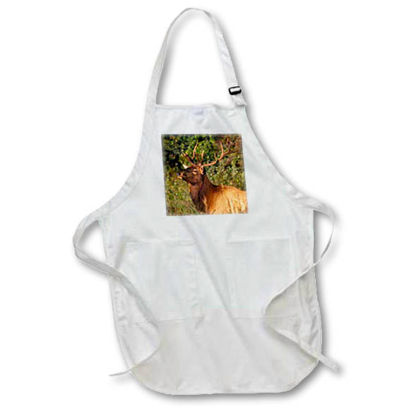 Apron - Elk portrait Photography - Wildlife