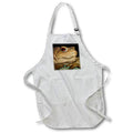 Apron - Common European Toad Bufo Bufo Close Up Photograph Photography - Common Toad