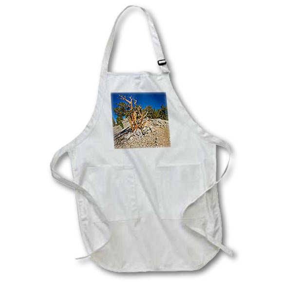 Apron - A solo ancient pine at Patriarch Grove Photography Landscape