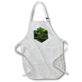 Apron - AQUARIUM SHRIMP PHOTO 2022 DYLAN SEIBOLD - PHOTOGRAPHY