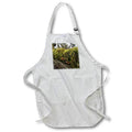 Apron - MOSSY BRANCH PHOTO 2022 DYLAN SEIBOLD - PHOTOGRAPHY