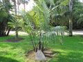 2 Arenga engleri (Dwarf Sugar Palm) | Bare Root Starter Seedlings | Fragrant Palm | Clumping Hardy Palm | Tropical Landscape