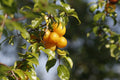 Yellow Plum Tree – Live Rooted Tree up to 2ft Tall, Bareroot – Sweet Golden Plum Fruit Tree, Prunus domestica for Home Orchard