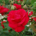 Super Rare Climbing Blaze Rose Cuttings (3) – Rosa ‘Blaze’ | Red Climbing Rose | Unrooted Cuttings for Rooting or Grafting