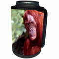 3dRose Wild animals - Orangutan - Can Cooler Bottle Wrap (cc_1294)