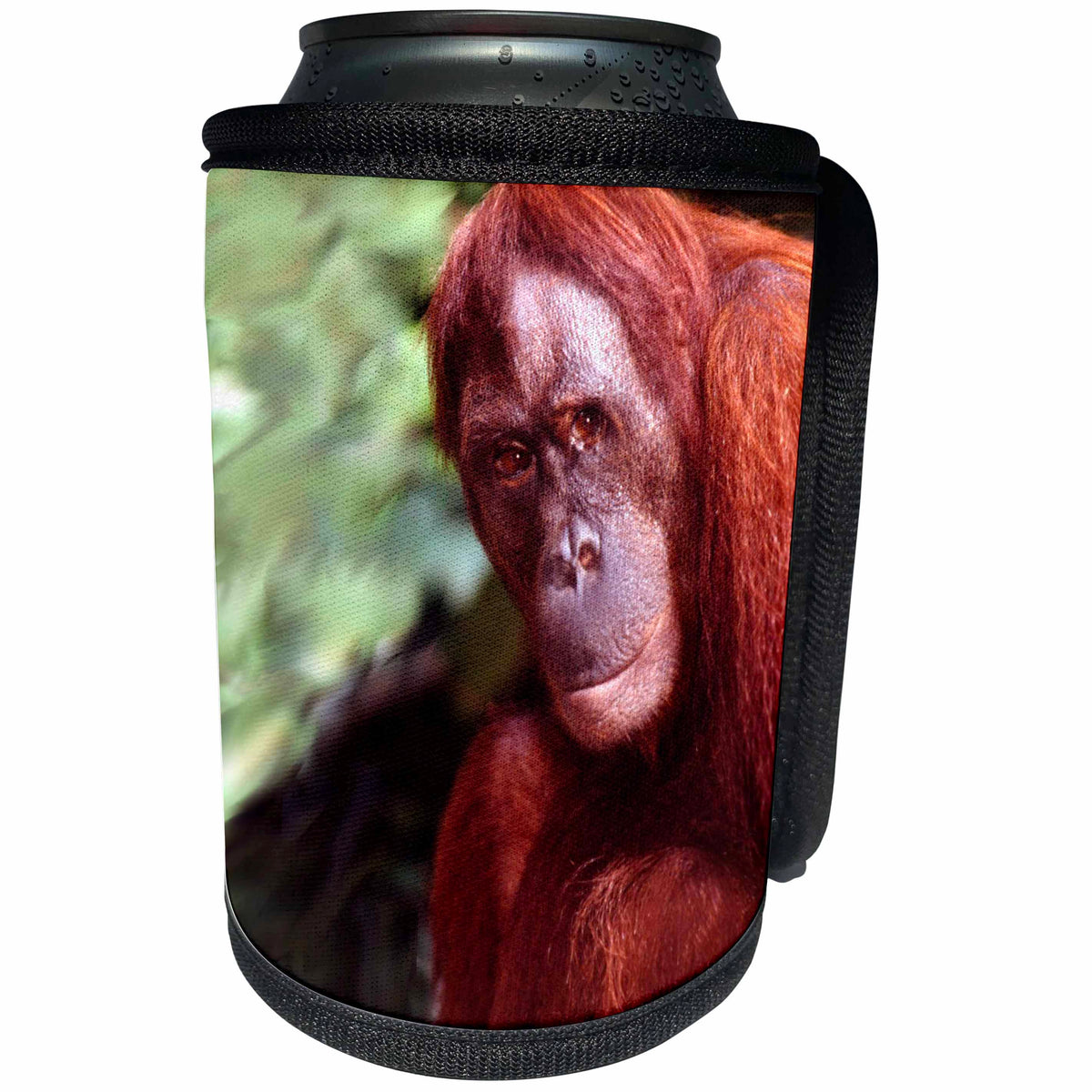 3dRose Wild animals - Orangutan - Can Cooler Bottle Wrap (cc_1294)