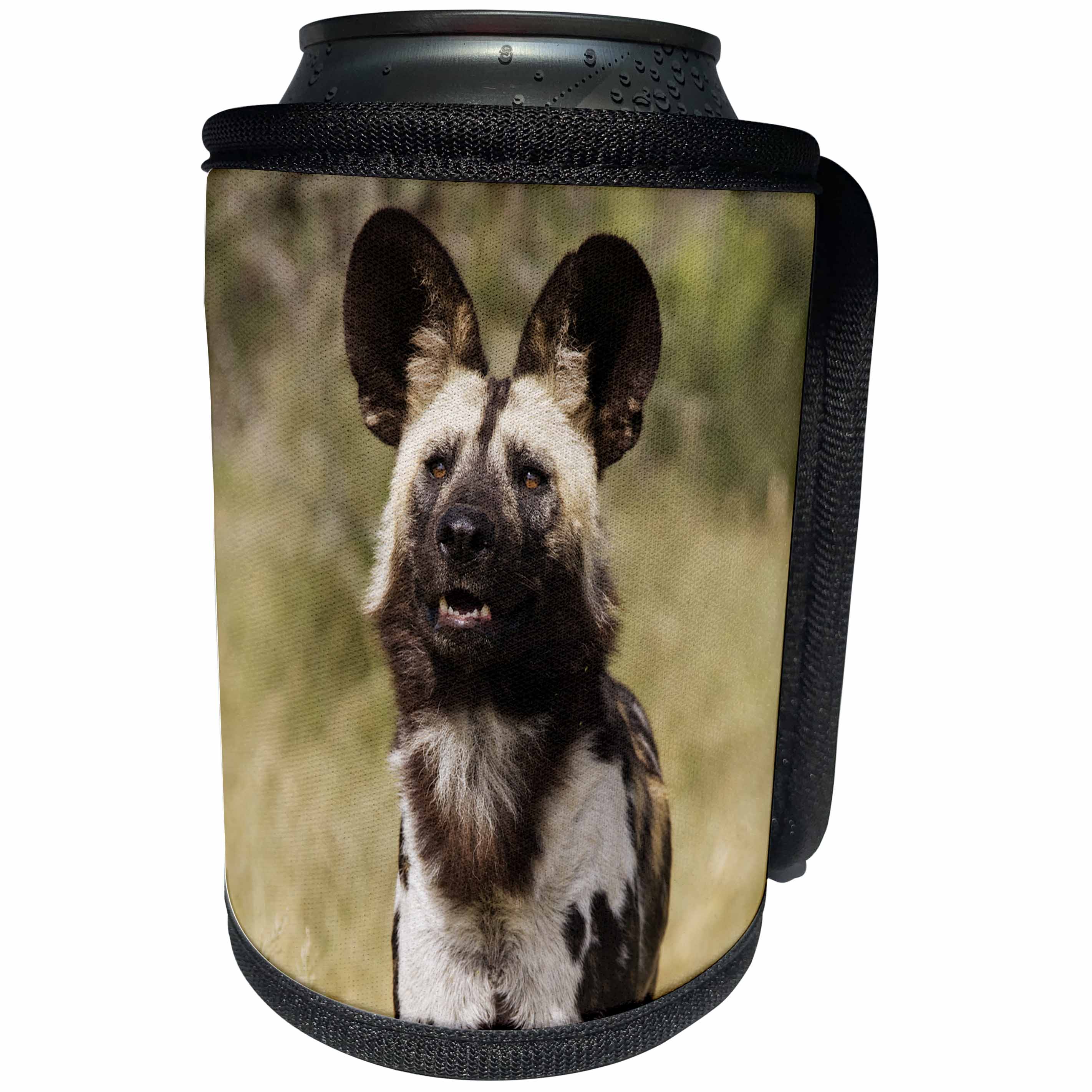 3dRose Danita Delimont - Dogs - African Wild Dog in captivity, Harnas Wildlife Foundation, Namibia. - Can Cooler Bottle Wrap (cc_206230)