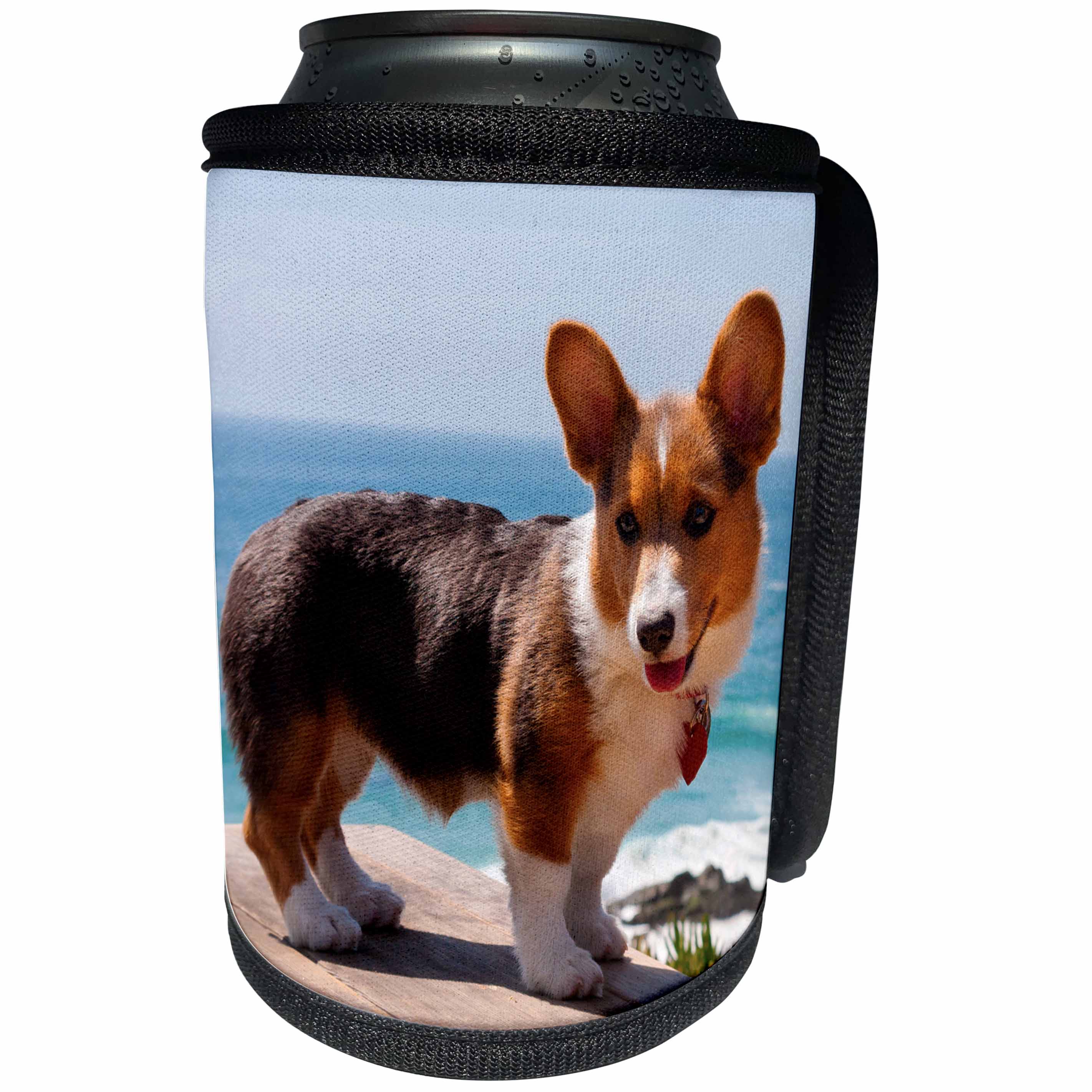 3dRose Danita Delimont - Dogs - Pembroke Welsh Corgi puppy standing on wooden table - Can Cooler Bottle Wrap (cc_206233)