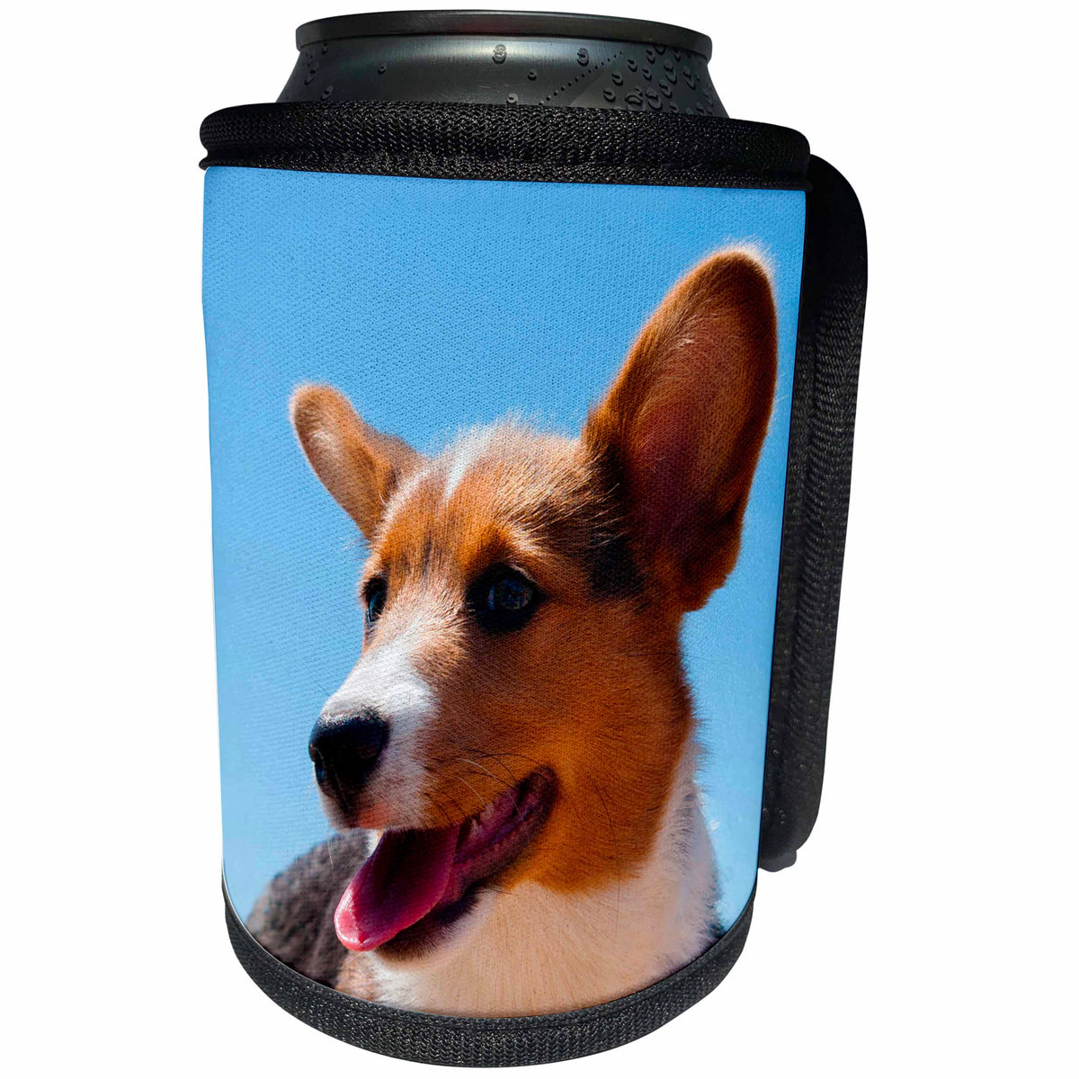 3dRose Danita Delimont - Dogs - Pembroke Welsh Corgi puppy portrait - Can Cooler Bottle Wrap (cc_206234)