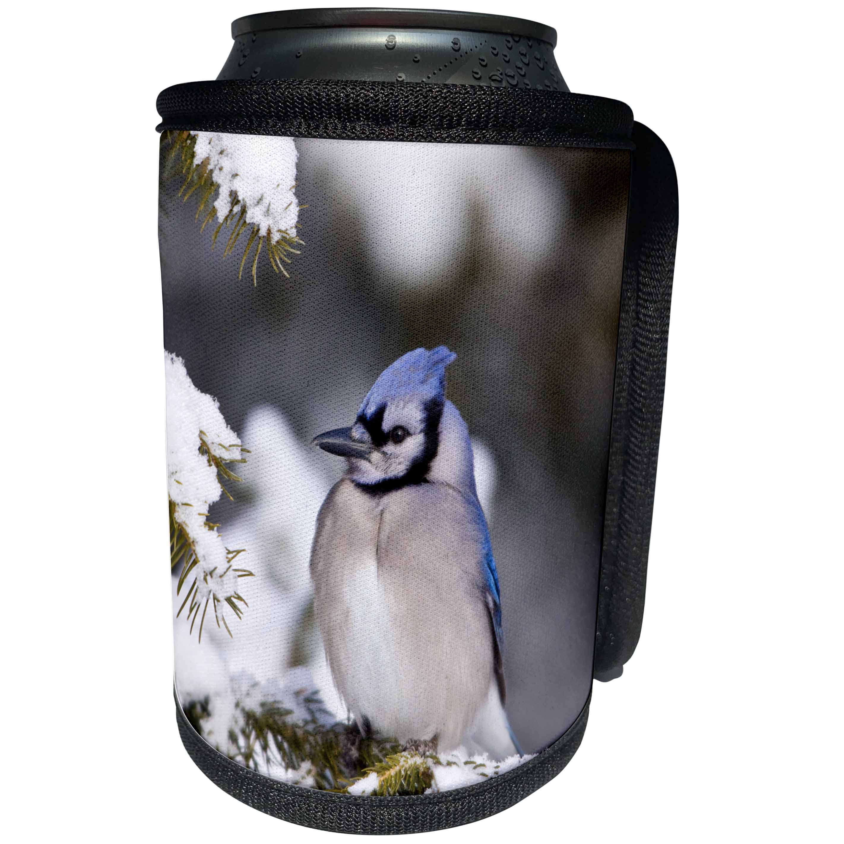 3dRose Danita Delimont - Birds - Blue Jay in fir tree in winter, Marion, Illinois, USA. - Can Cooler Bottle Wrap (cc_206250)