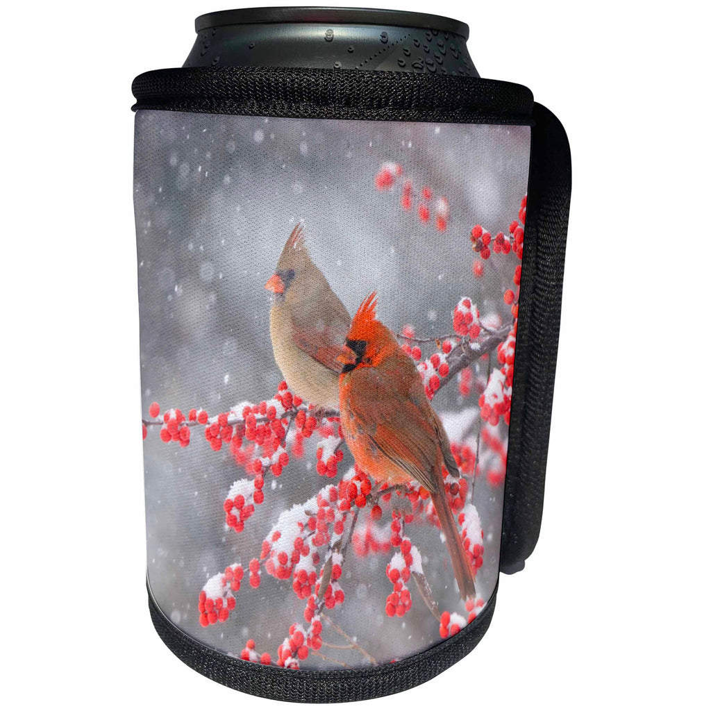 3dRose Danita Delimont - birds - Northern Cardinals in Common Winterberry bush, Marion Co. IL - Can Cooler Bottle Wrap (cc_206262)