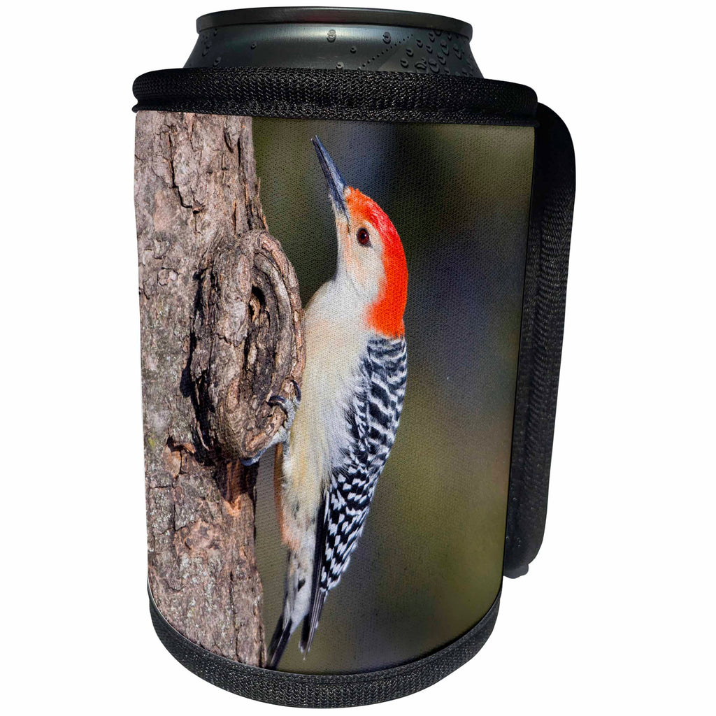 3dRose Danita Delimont - Birds - Marion Co. IL - Red-bellied Woodpecker feeding nestling at nest cavity - Can Cooler Bottle Wrap (cc_206263)