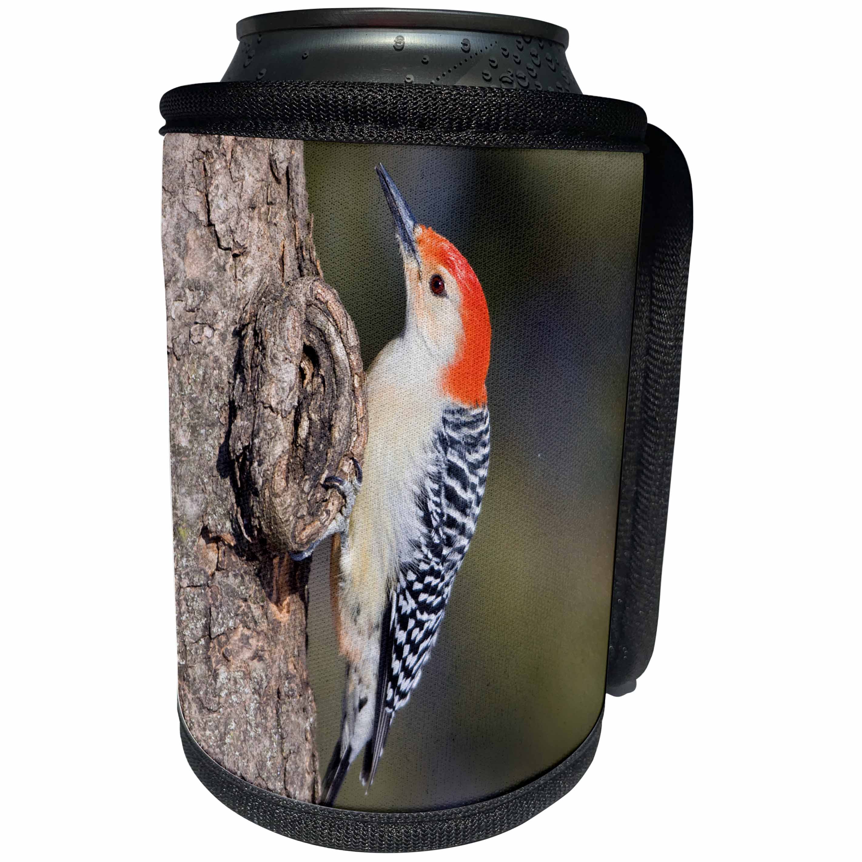 3dRose Danita Delimont - Birds - Marion Co. IL - Red-bellied Woodpecker feeding nestling at nest cavity - Can Cooler Bottle Wrap (cc_206263)