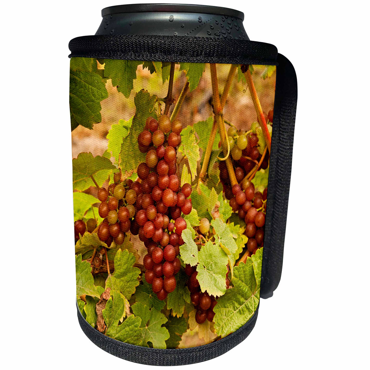 3dRose Danita Delimont - Grapes - USA, Washington. Siegerrebe grapes at a Whidbey Island winery. - Can Cooler Bottle Wrap (cc_206285)