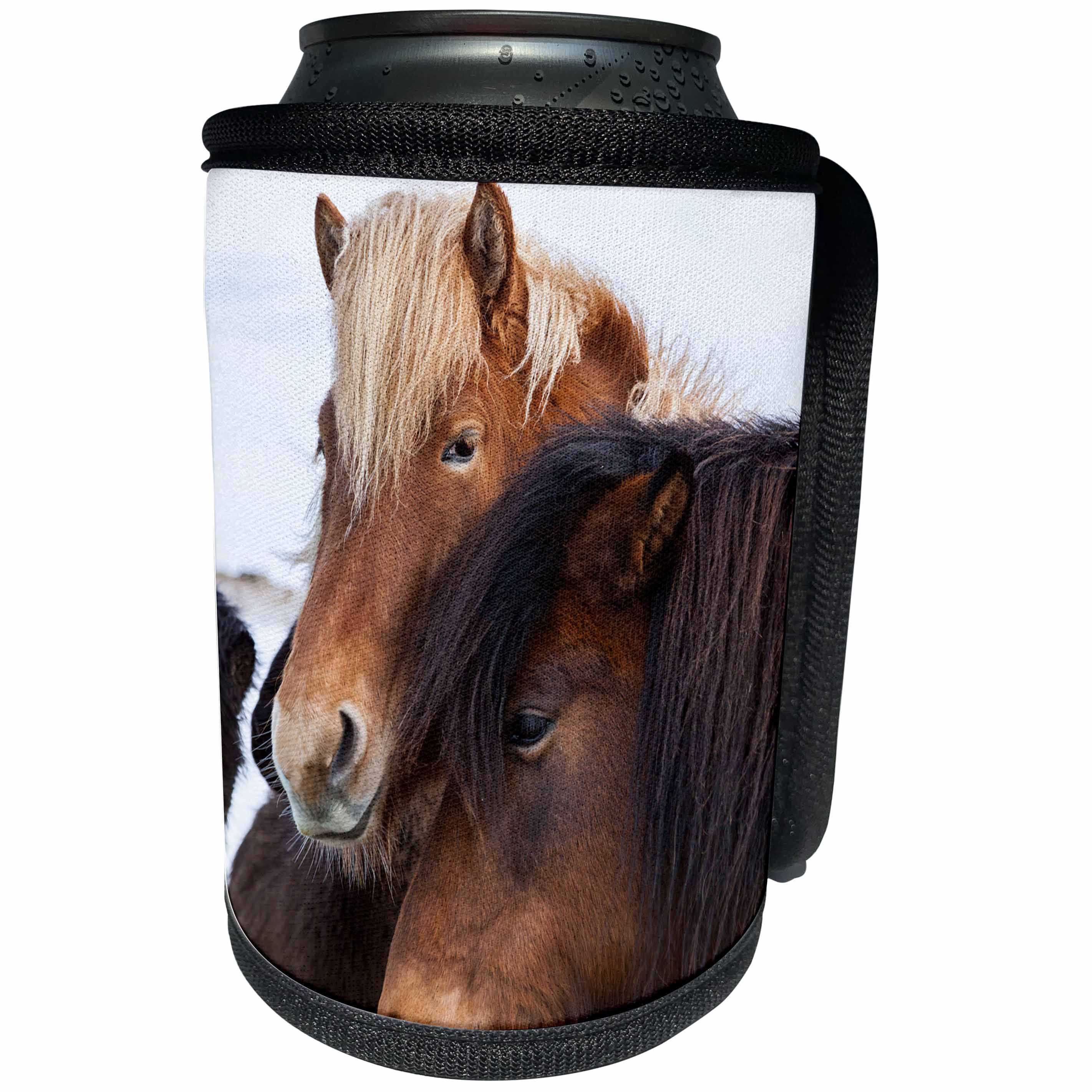 3dRose Danita Delimont - Horses - Icelandic Horse during winter with a typical winter coat, Iceland. - Can Cooler Bottle Wrap (cc_206289)