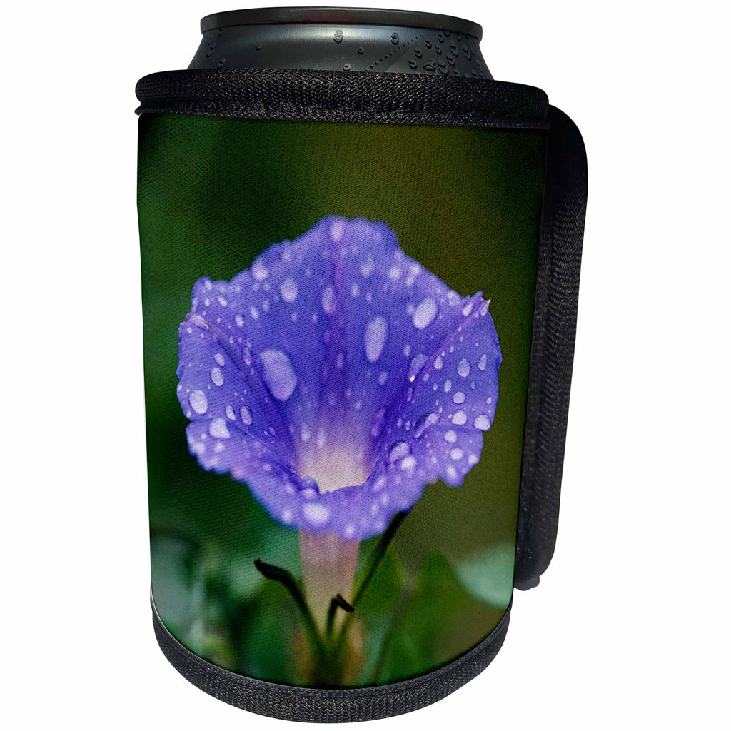 3dRose Danita Delimont - Flowers - Great Smoky Mountains NP, Purple Morning Glory with raindrops - Can Cooler Bottle Wrap (cc_206291)