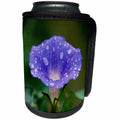 3dRose Danita Delimont - Flowers - Great Smoky Mountains NP, Purple Morning Glory with raindrops - Can Cooler Bottle Wrap (cc_206291)