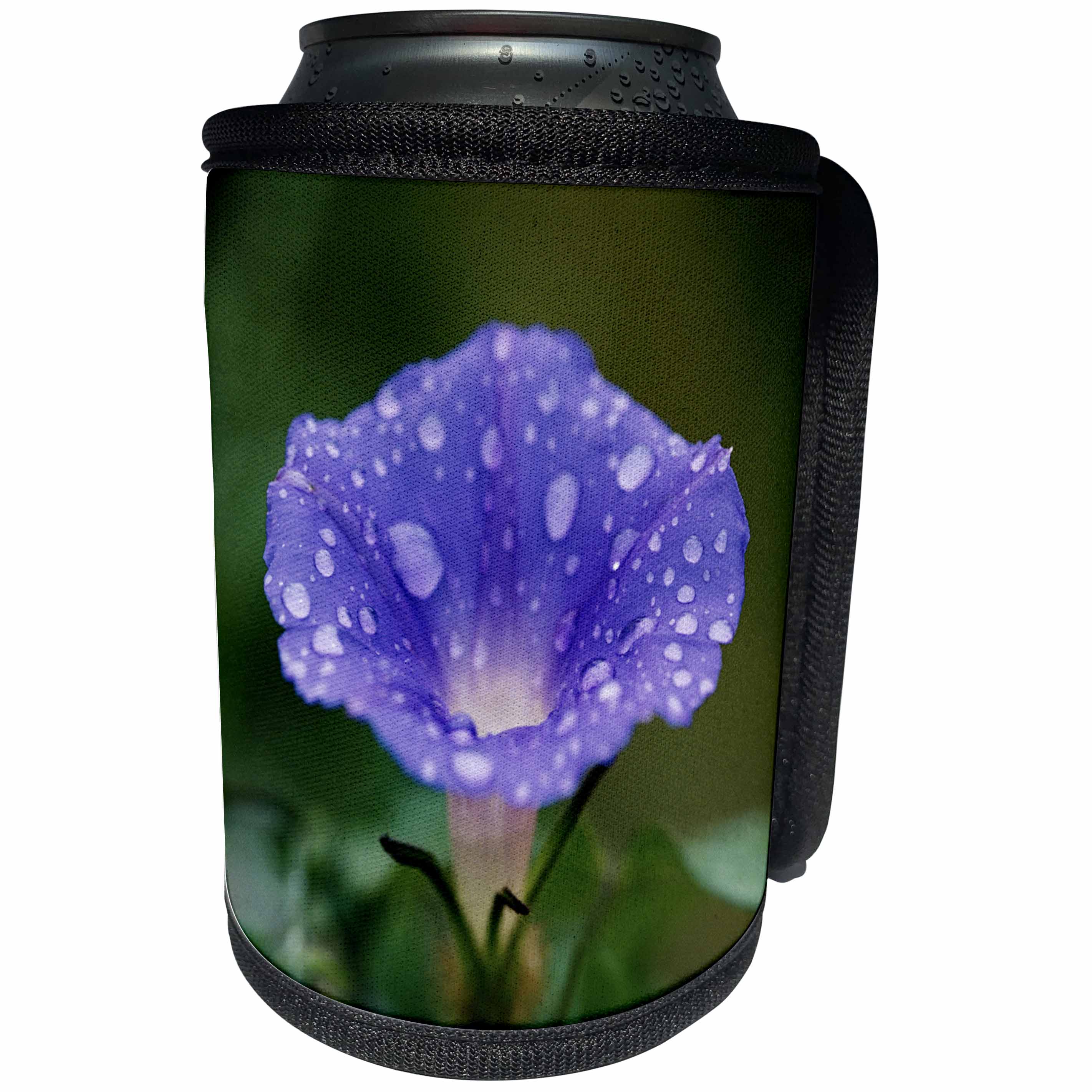 3dRose Danita Delimont - Flowers - Great Smoky Mountains NP, Purple Morning Glory with raindrops - Can Cooler Bottle Wrap (cc_206291)
