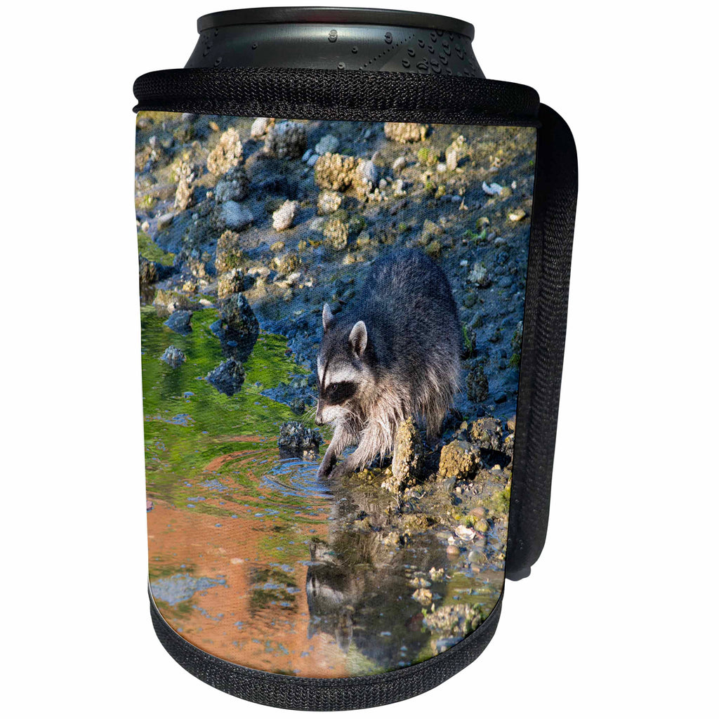 3dRose Danita Delimont - Animals - USA, Washington, Bainbridge Island. Raccoon forages at Fletcher Bay. - Can Cooler Bottle Wrap (cc_206297)