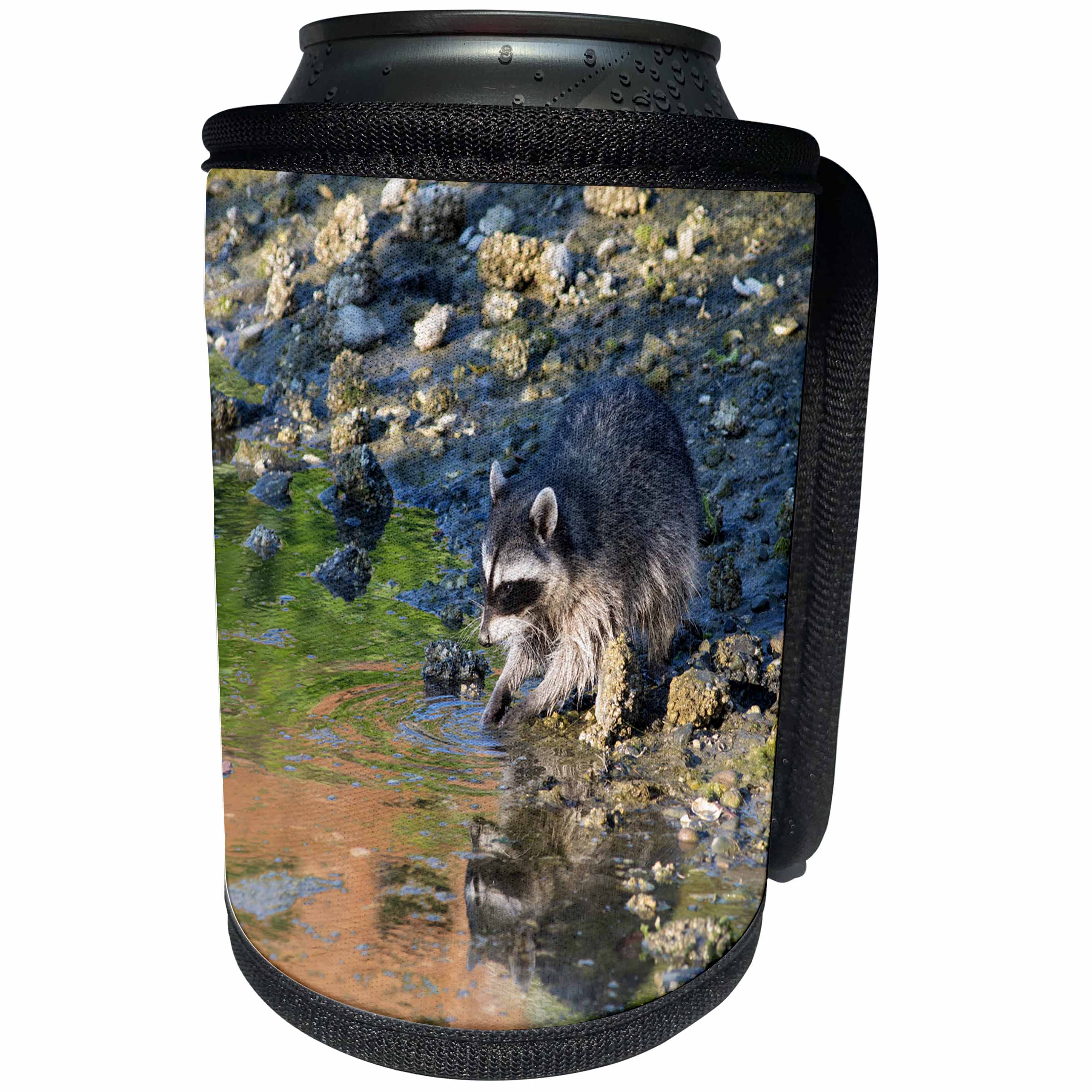 3dRose Danita Delimont - Animals - USA, Washington, Bainbridge Island. Raccoon forages at Fletcher Bay. - Can Cooler Bottle Wrap (cc_206297)