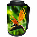 3dRose RinaPiro - Flowers - Bird of Paradise flower. Orange. Exotic flowers. Popular flowers. - Can Cooler Bottle Wrap (cc_218228)