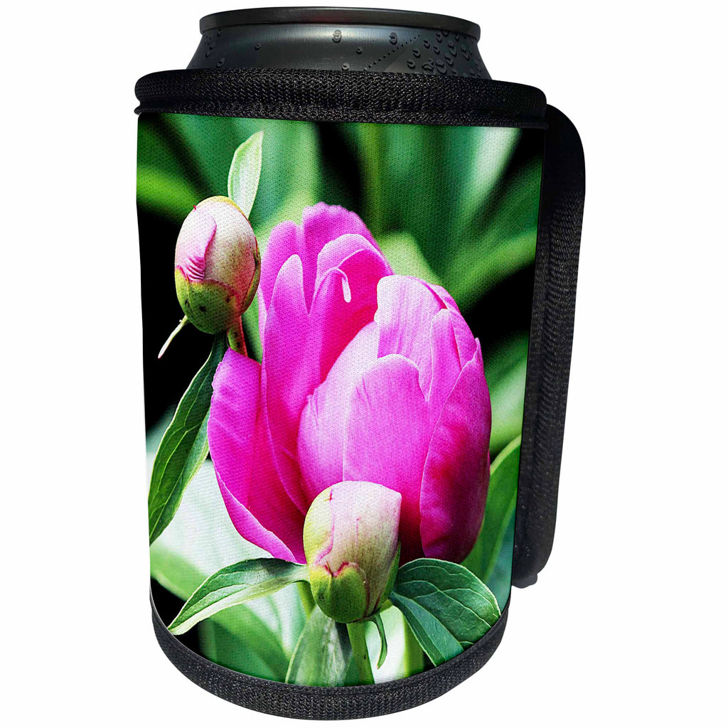 3dRose RinaPiro - Flowers - Pink Peony. Popular flower. - Can Cooler Bottle Wrap (cc_218233)